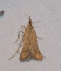 Synaphe punctalis (Fabricius, 1775)