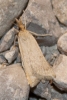 Synaphe punctalis (Fabricius, 1775)