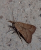 Synaphe punctalis (Fabricius, 1775)