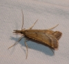 Synaphe punctalis (Fabricius, 1775)