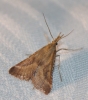 Synaphe punctalis (Fabricius, 1775)