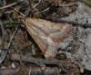 Synaphe punctalis (Fabricius, 1775)