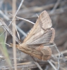 Synaphe punctalis (Fabricius, 1775)