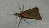 Synaphe punctalis (Fabricius, 1775)