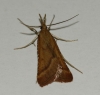 Synaphe punctalis (Fabricius, 1775)