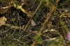 Synaphe sp.