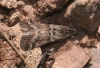 Tsaraphycis mimeticella (Staudinger, 1879)