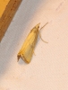 Xanthocrambus caducellus (Mller-Rutz, 1909)