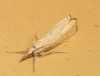 Xanthocrambus caducellus (Mller-Rutz, 1909)