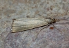 Xanthocrambus delicatellus (Zeller, 1863)