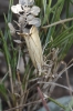 Xanthocrambus caducellus (Mller-Rutz, 1909)