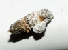Luffia sp. ?