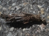 Psychidae