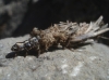 Psychidae