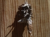 Psychidae