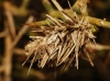 Psychidae