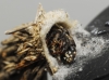 Psychidae