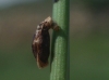 Psychidae