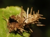Psychidae