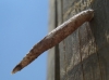 Psychidae