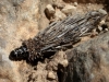 Psychidae