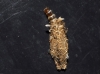 Psychidae