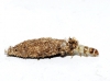 Psychidae