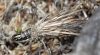 Psychidae