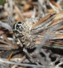 Psychidae