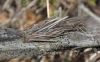 Psychidae
