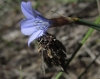 Psychidae
