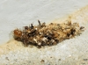 Psychidae