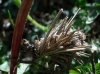 Psychidae