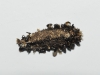 Psychidae