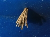 Psychidae