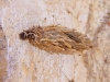 Psychidae