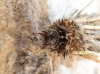 Psychidae