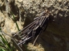 Psychidae
