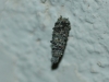 Psychidae