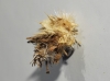 Psychidae