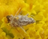 Ptilocephala albida ?