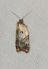 Acleris variegana