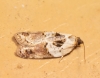 Acleris variegana