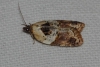 Acleris variegana