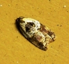 Acleris variegana