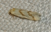 Aethes flagellana