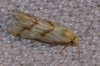 Aethes flagellana