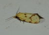 Agapeta angelana