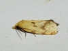 Agapeta angelana