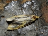 Agapeta angelana ?